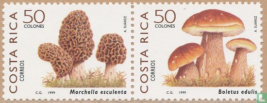 Native edible mushrooms