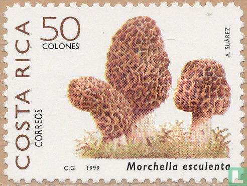 Indigenous edible mushrooms  