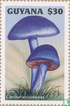 Mushrooms            