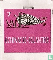 Echinacee-Eglantier - Bild 3
