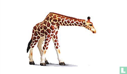 Giraf stier