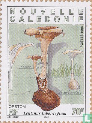 Indigenous edible mushrooms    