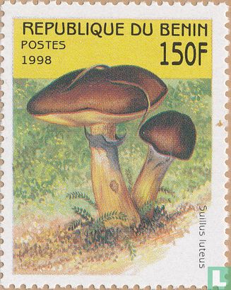 Mushrooms        
