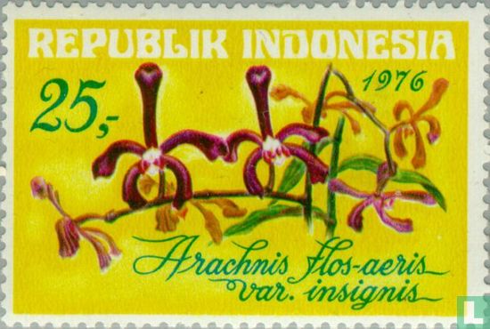orchidées indonésienne