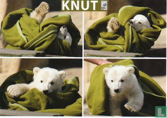 Knut (03) - Image 1