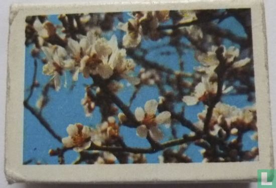 "Almond Blossom" - Image 2