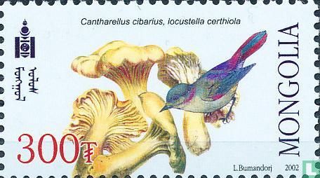 Mushrooms and Birds