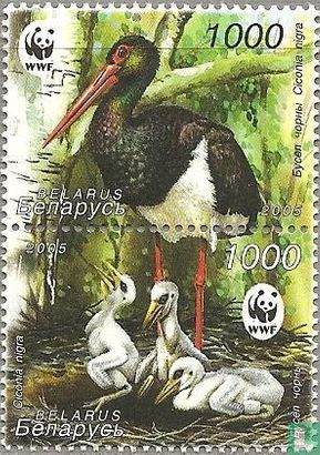 Black Stork