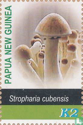 Champignons      