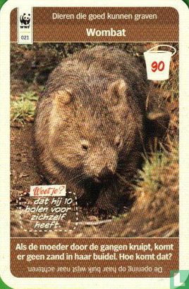 Wombat - Image 1
