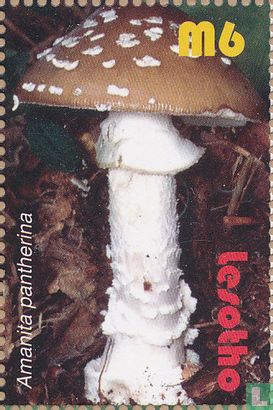  Mushrooms    