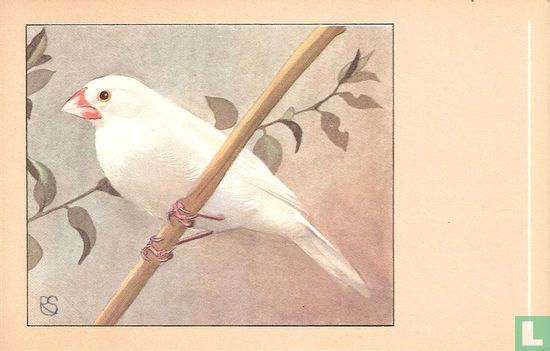 Witte Rijstvogel / Padda Blanc / Weiszer Reisvogel / White Rice bird / Padda oryzivora domestica - Afbeelding 1