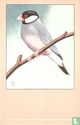 Grijze Rijstvogel / Calfat gris / Grauer Reisfink / Grey Java Sparrow / Padda oryzivora - Afbeelding 1