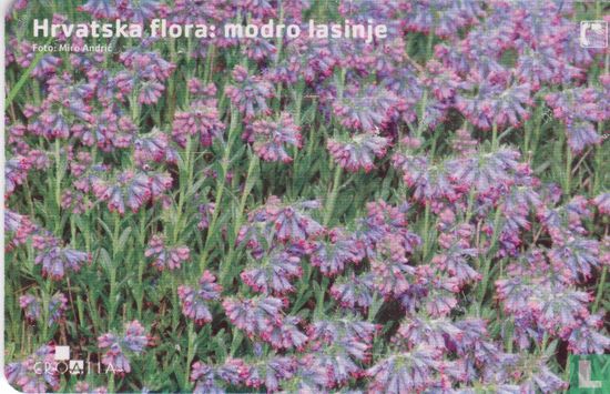 Hrvatska Flora: Modro Lasinje
