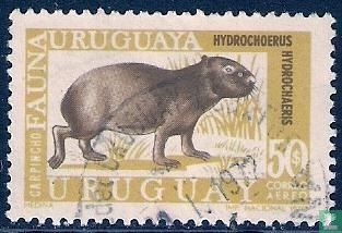 Capybara - Image 1