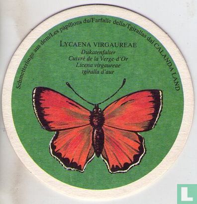 Vlinders: Lycaena Virgaureae / Calanda Bräu    - Image 1