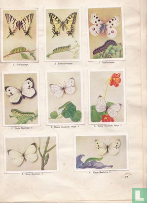 Van rupsen en vlinders  - Image 3