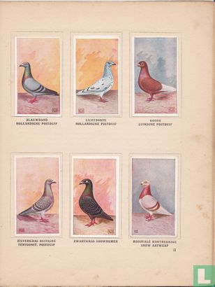 Onze duiven in woord en beeld  - Image 3