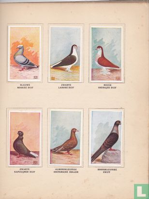 Onze duiven in woord en beeld  - Bild 3