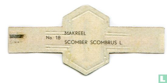 Makreel - Scomber scombrus L. - Afbeelding 2