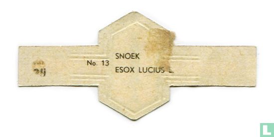 Snoek - Esox lucius L. - Afbeelding 2