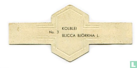 [Brème bordelière] - Blicca björkna L. - Image 2