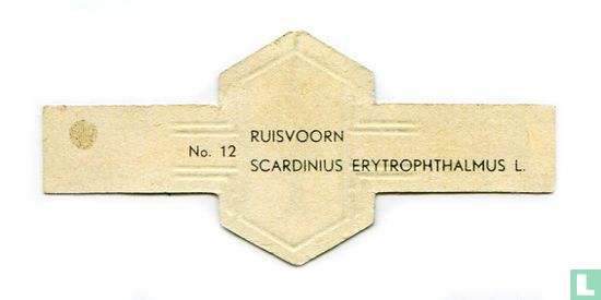 Ruisvoorn - Scardinius erytrophthalmus L. - Afbeelding 2