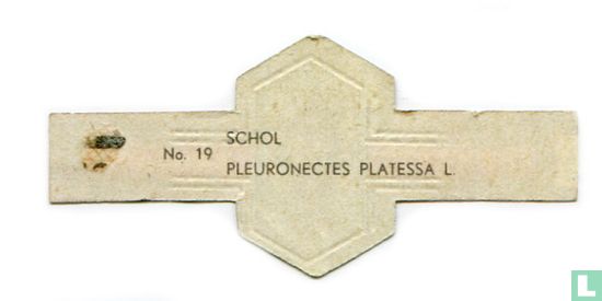 Schol - Pleuronectes platessa L. - Afbeelding 2