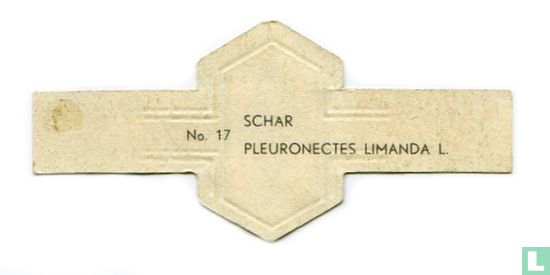 Schar - Pleuronectes limanda L. - Afbeelding 2