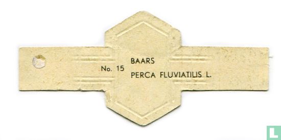 Baars - Perca fluviatilis L. - Afbeelding 2