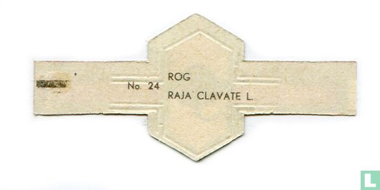 Rog - Raja clavate L. - Afbeelding 2