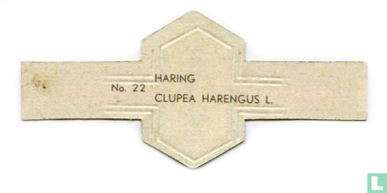 Haring - Clupea harengus L. - Afbeelding 2