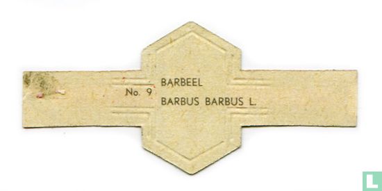 [Barbel] - Barbus barbus L. - Image 2