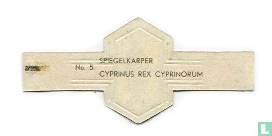 Spiegelkarper - Cyprinus rex cyprinorum - Bild 2