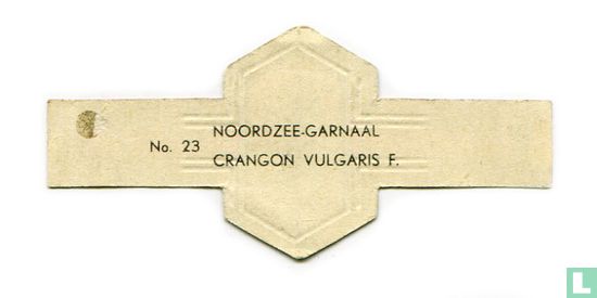Noordzeegarnaal - Crangon vulgaris L. - Afbeelding 2