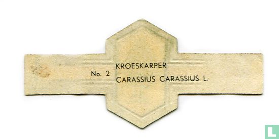 [Carassin commun] - Carassius carassius - Image 2