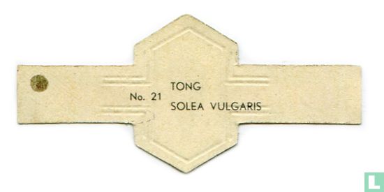 [Common sole] - Solea vulgaris - Image 2