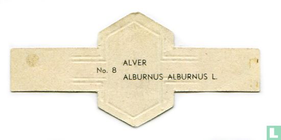 Alver - Alburnus alburnus L. - Afbeelding 2