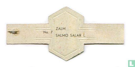 Zalm - Salmo salar L. - Afbeelding 2