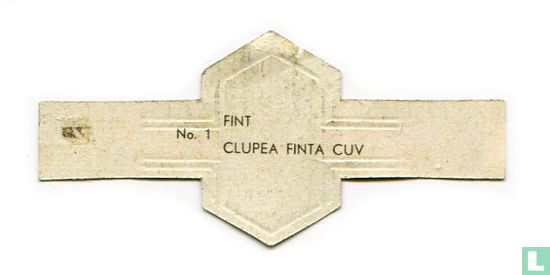 Fint - Clupea finta cuv - Afbeelding 2