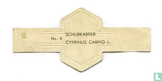 Schubkarper - Cyprinus carpio L. - Afbeelding 2