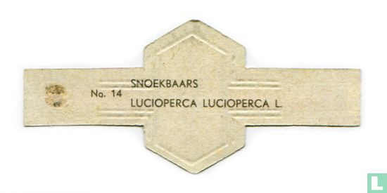 Snoekbaars - Lucioperca lucioperca L. - Afbeelding 2
