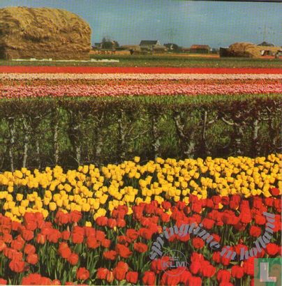 Springtime in Holland - Bild 1