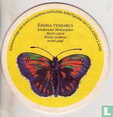 Vlinder: Erebia Tyndarus / Edelbräu   - Image 1