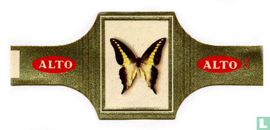 [Papilio Codrus Medon - Nieuw-Guinea] - Image 1