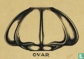 Ovar vaas paars 78 mm - Afbeelding 2