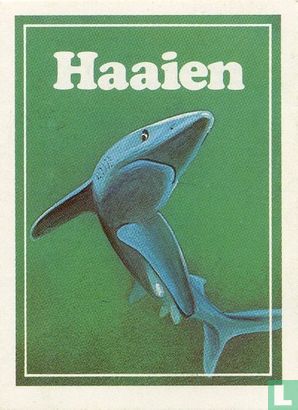 Haaien - Bild 1