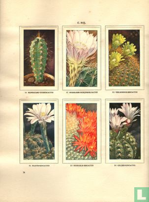 Cactussen - Afbeelding 3