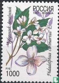Flora Bloemen