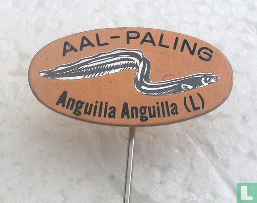 Aal-Paling Anguilla Anguilla (L)